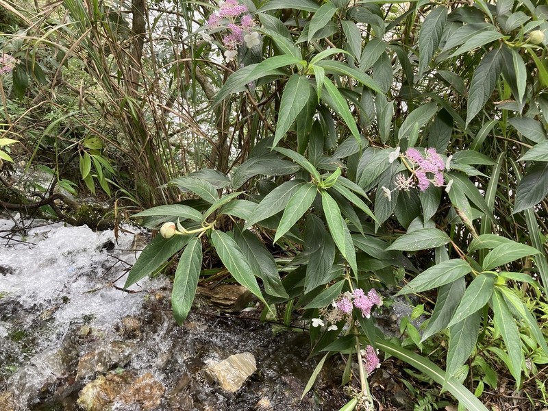 Hydrangea longifolia photo 8