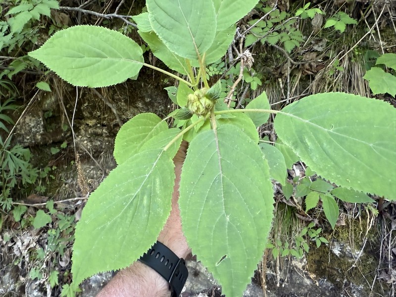 Hydrangea longipes
