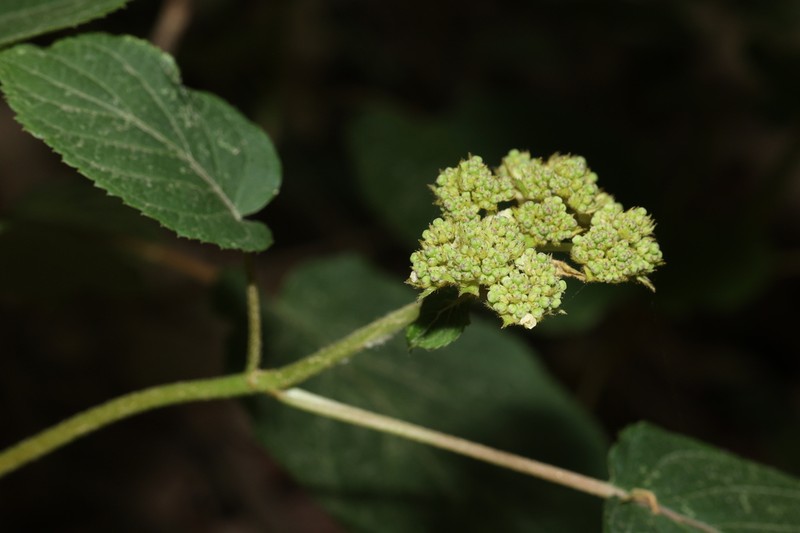 Hydrangea longipes photo 2