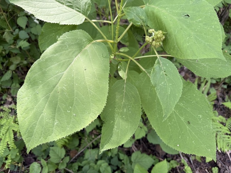 Hydrangea longipes photo 3