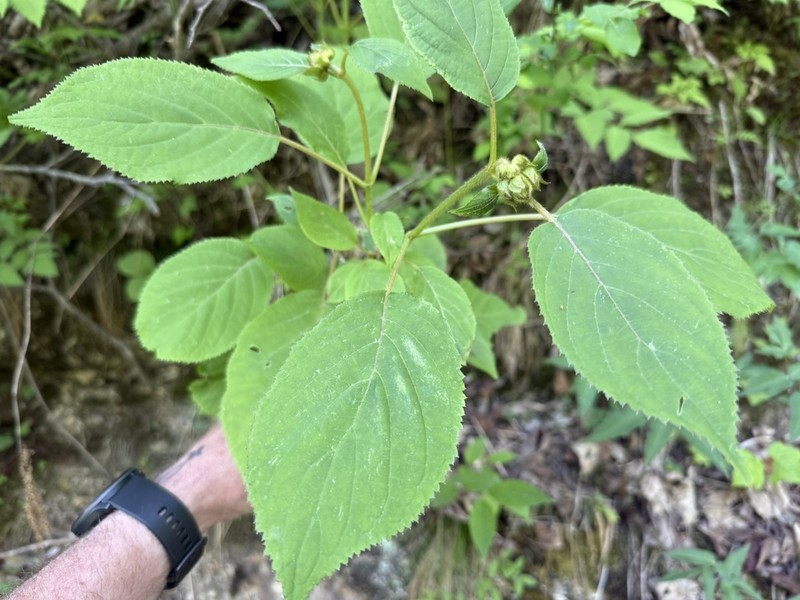 Hydrangea longipes photo 4