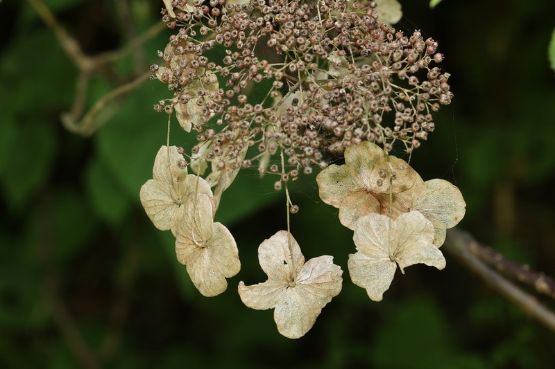 Hydrangea longipes photo 5
