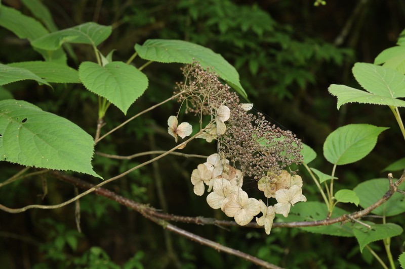 Hydrangea longipes photo 6