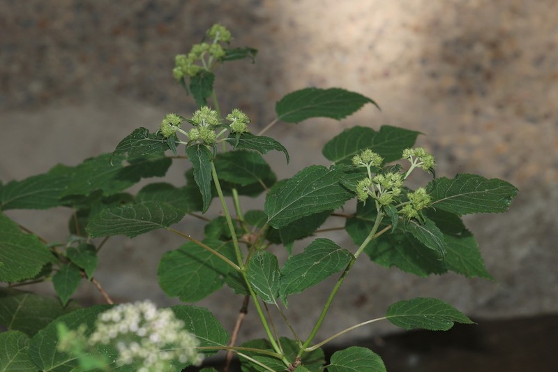 Hydrangea longipes photo 7