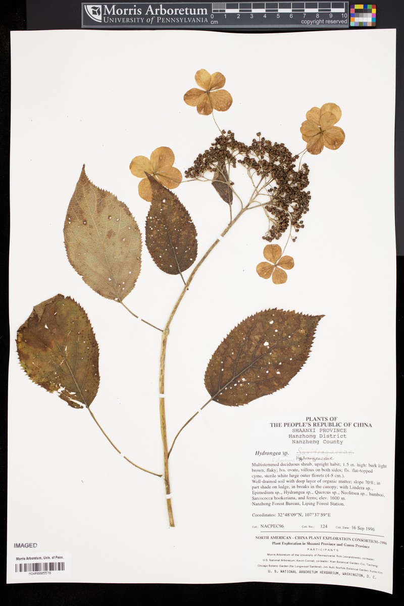 Hydrangea longipes var. fulvescens