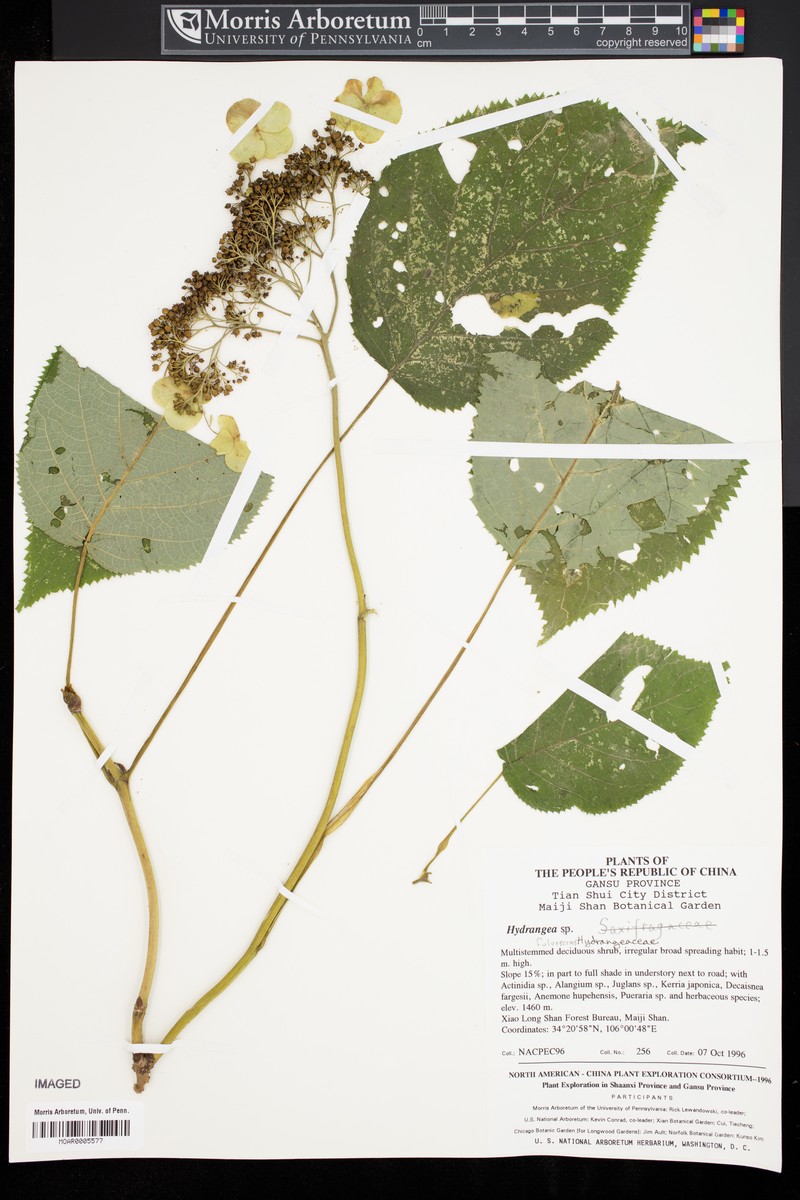 Hydrangea longipes var. fulvescens photo 2