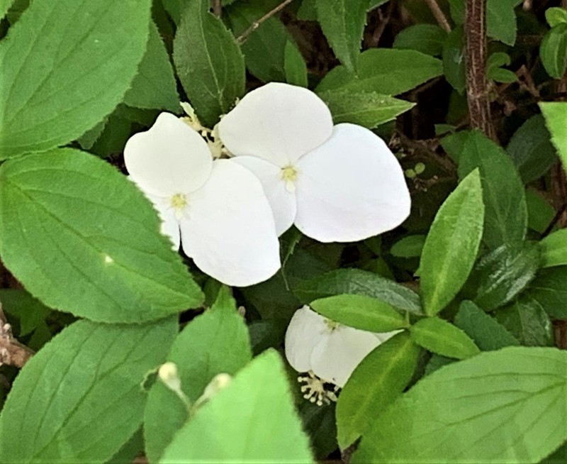 Hydrangea luteovenosa
