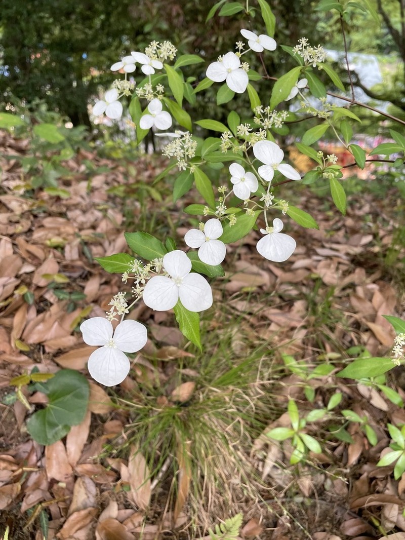 Hydrangea luteovenosa photo 2