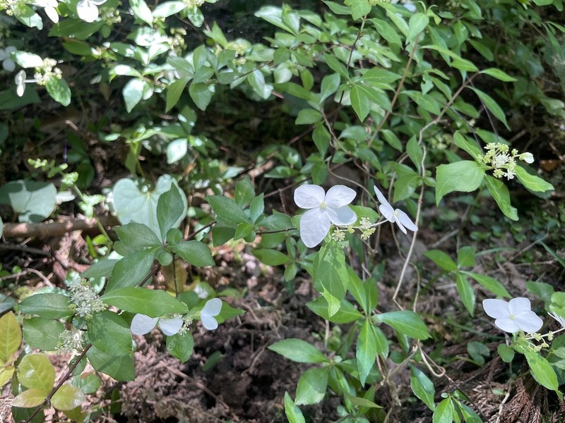 Hydrangea luteovenosa photo 3