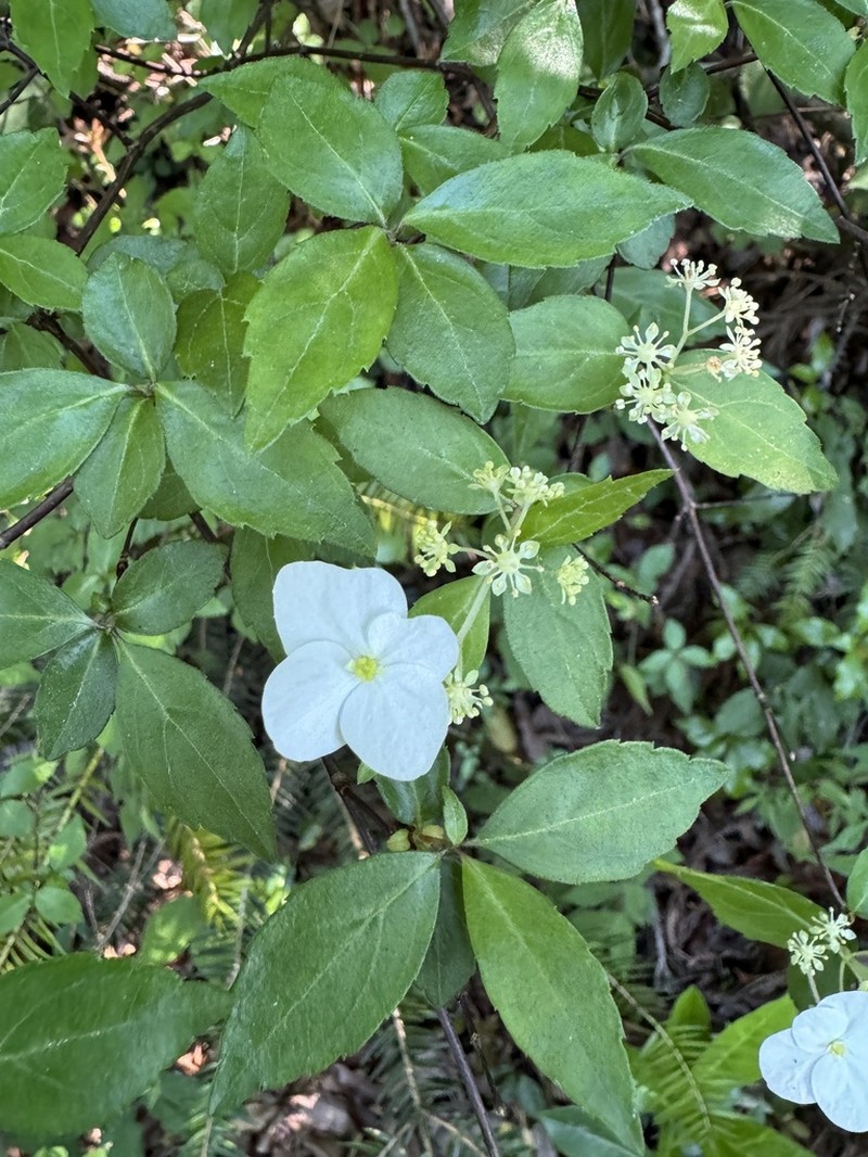 Hydrangea luteovenosa photo 4