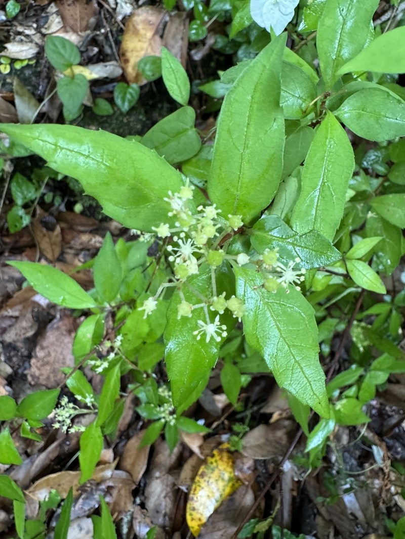 Hydrangea luteovenosa photo 5