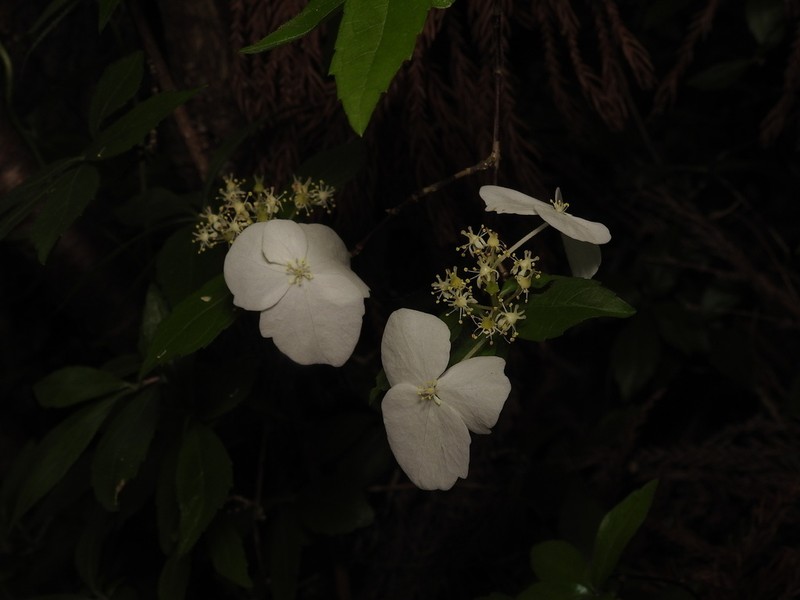 Hydrangea luteovenosa photo 6