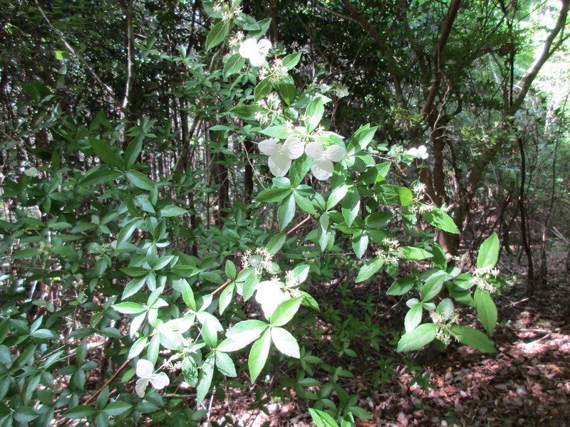 Hydrangea luteovenosa photo 7