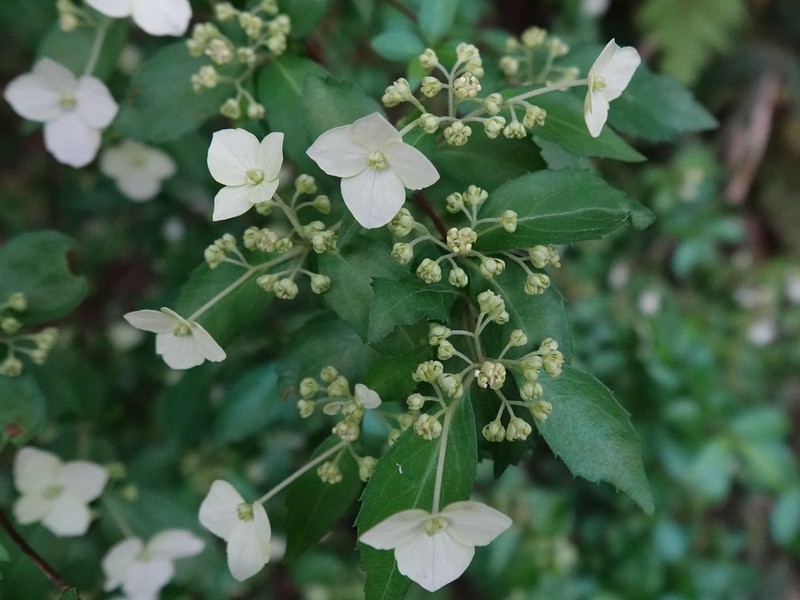Hydrangea luteovenosa photo 8