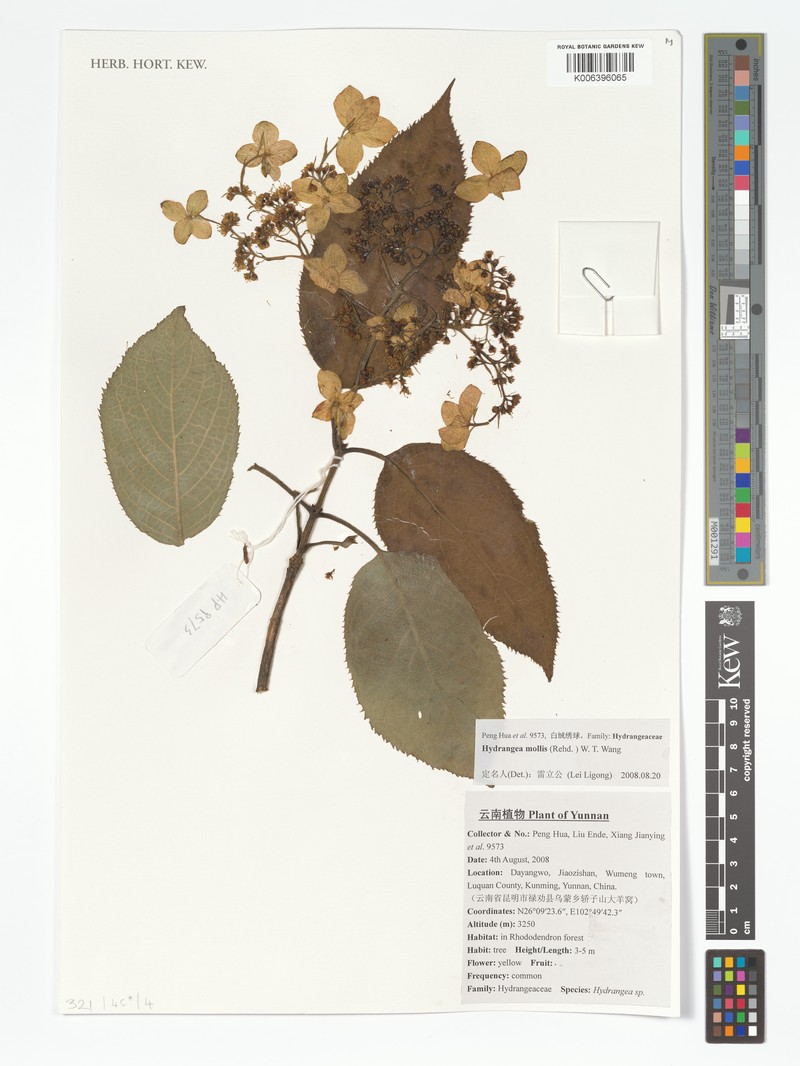 Hydrangea macrocarpa