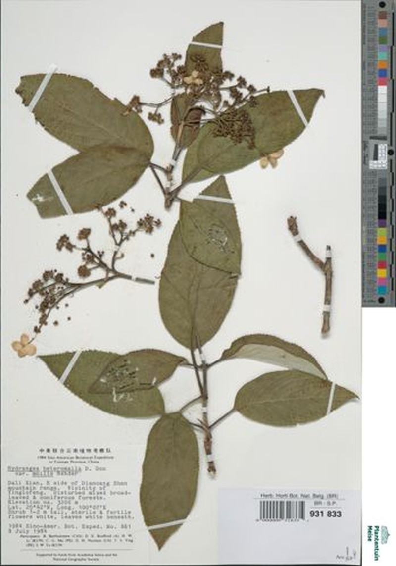 Hydrangea macrocarpa photo 2