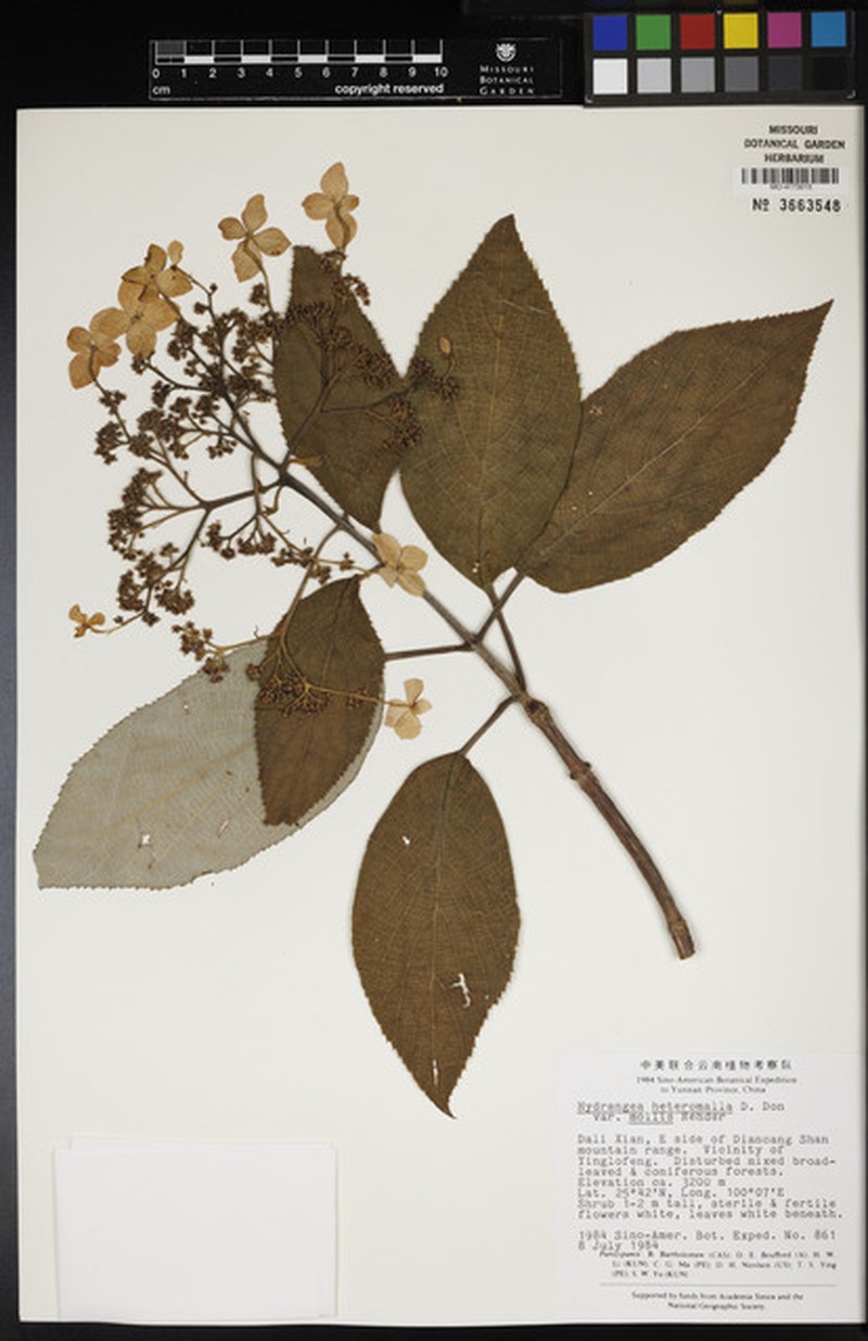 Hydrangea macrocarpa photo 3