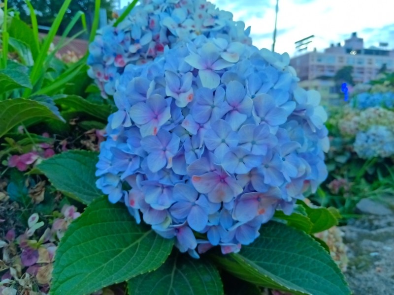 French Hydrangea photo 2