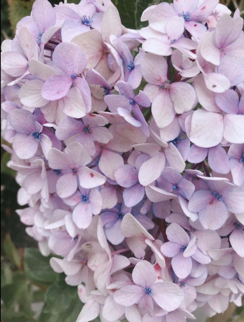 French Hydrangea photo 3