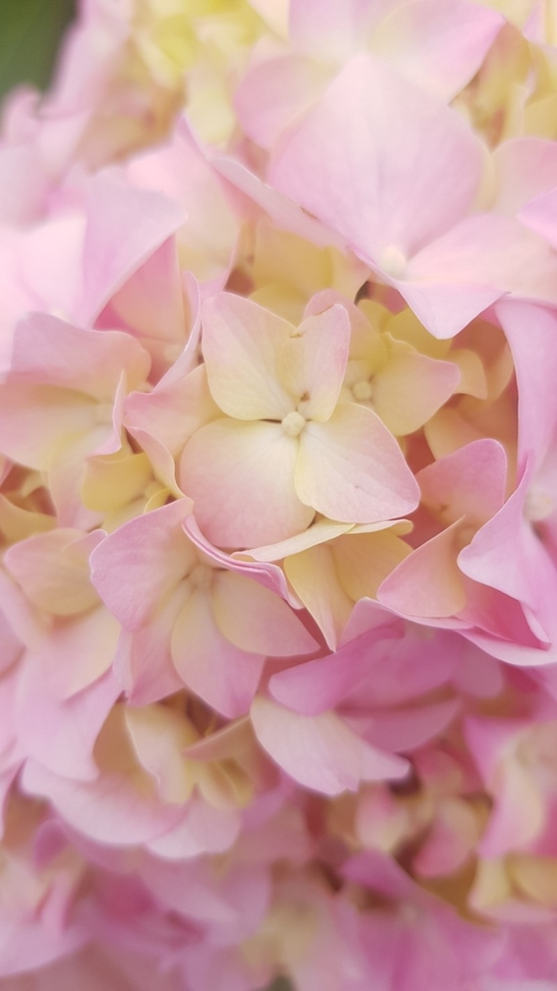 French Hydrangea photo 4