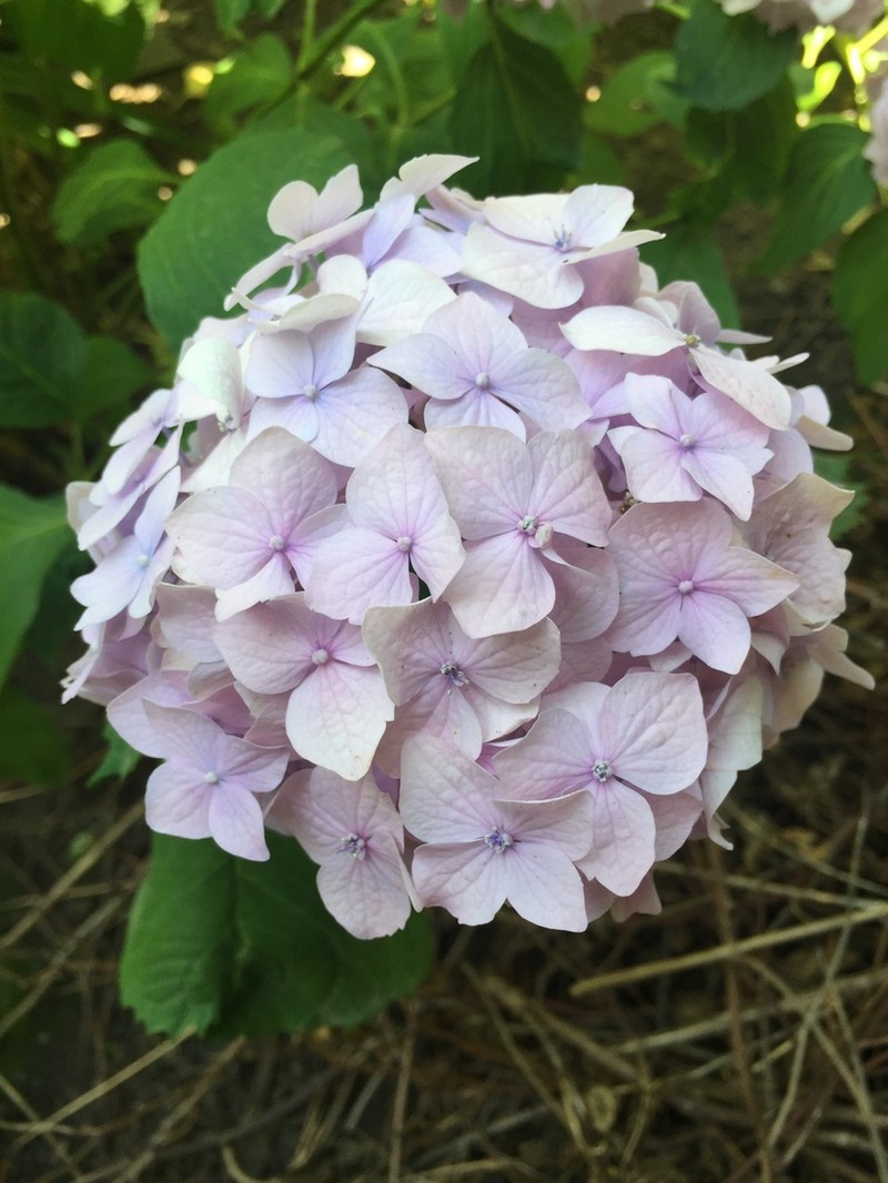 French Hydrangea photo 5