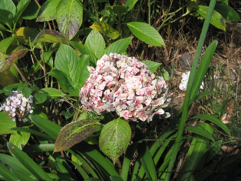 French Hydrangea photo 6