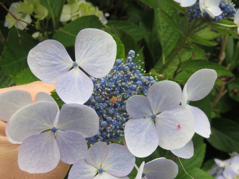 French Hydrangea photo 7