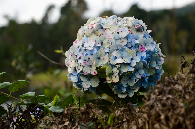 French Hydrangea photo 8