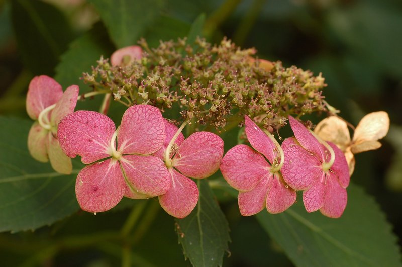French Hydrangea