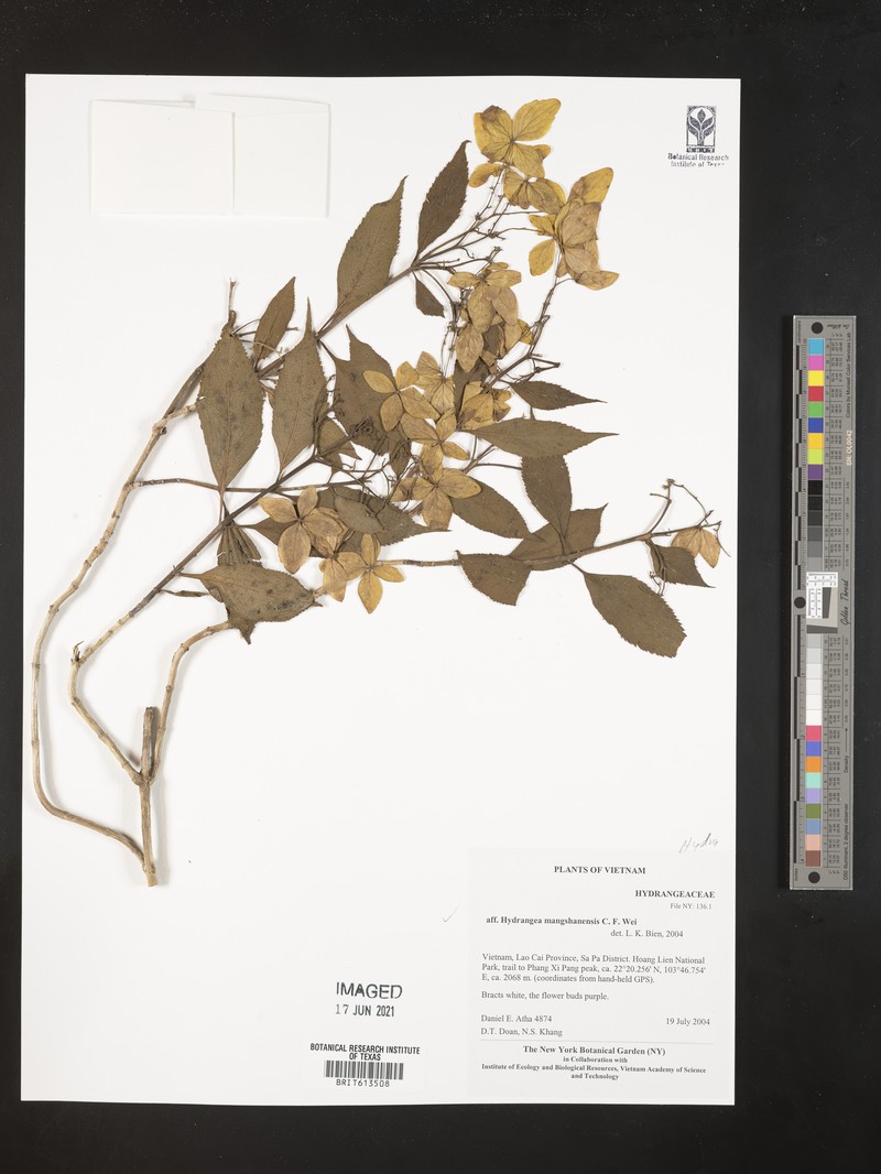 Hydrangea mangshanensis
