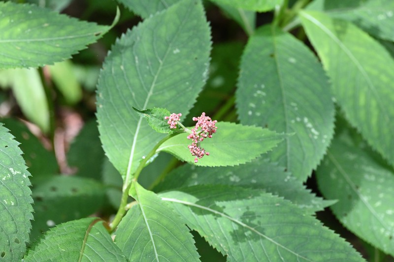 Hydrangea moellendorffii