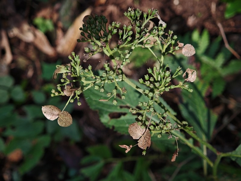 Hydrangea moellendorffii photo 2