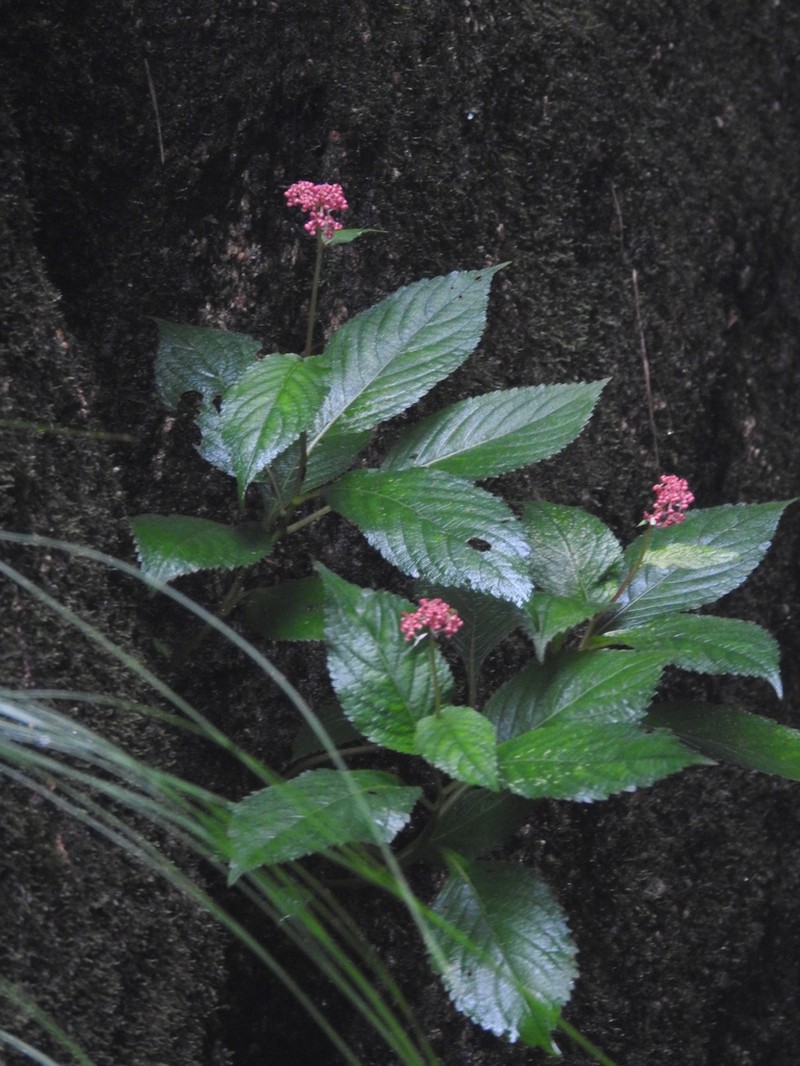 Hydrangea moellendorffii photo 3