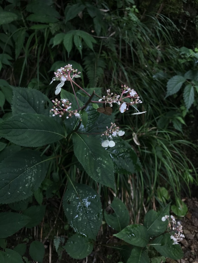Hydrangea moellendorffii photo 4