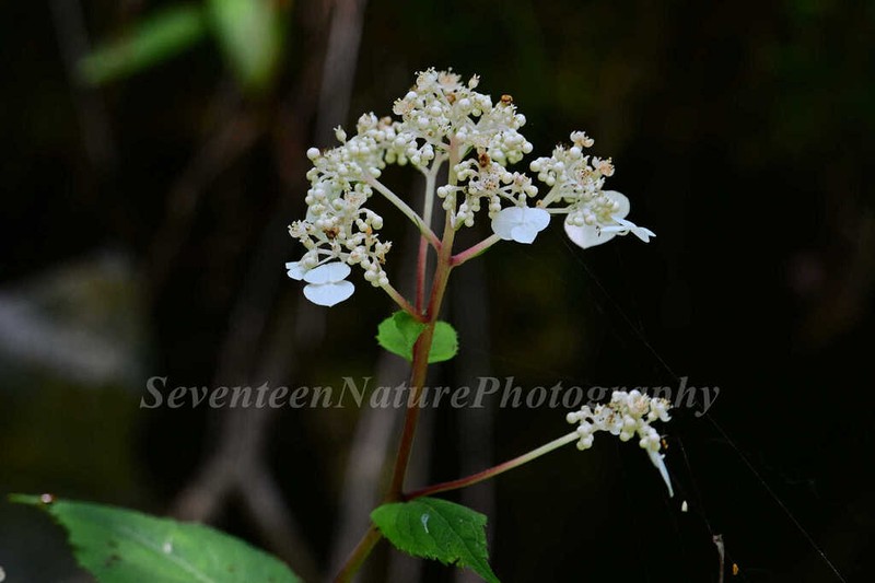 Hydrangea moellendorffii photo 5