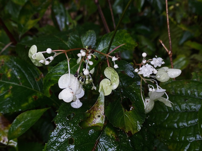 Hydrangea moellendorffii photo 6
