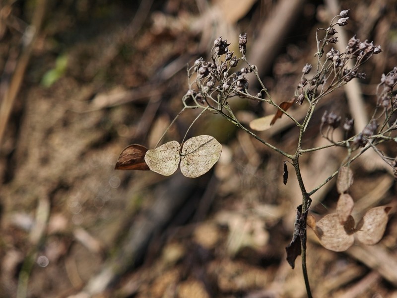 Hydrangea moellendorffii photo 7