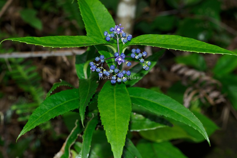 Hydrangea mollissima
