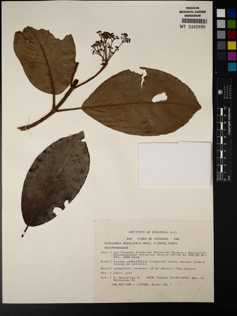 Hydrangea nebulicola photo 3