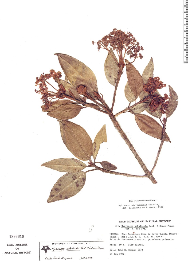 Hydrangea nebulicola photo 4