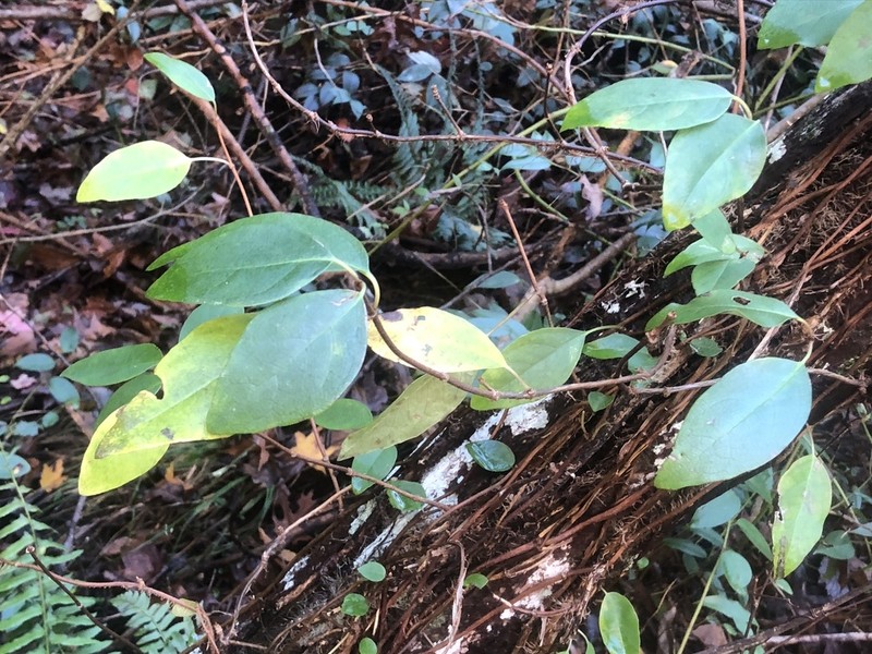 Hydrangea obtusifolia photo 2