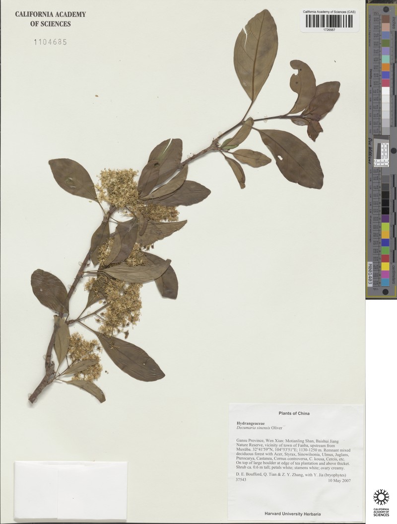 Hydrangea obtusifolia photo 3