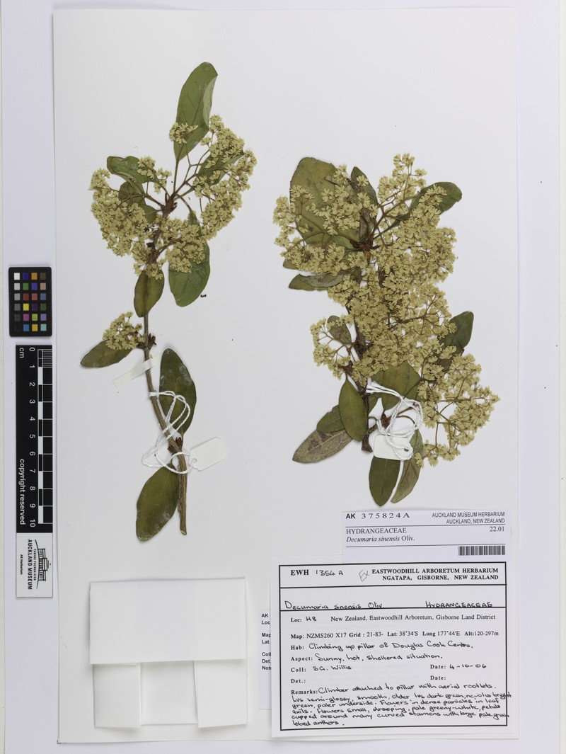 Hydrangea obtusifolia photo 4