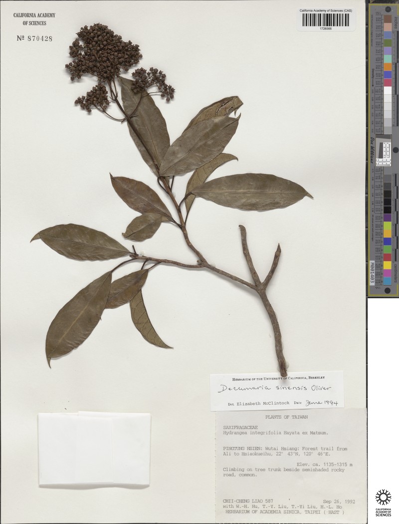 Hydrangea obtusifolia photo 5