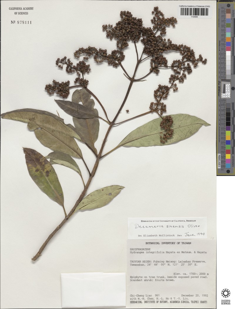 Hydrangea obtusifolia photo 6