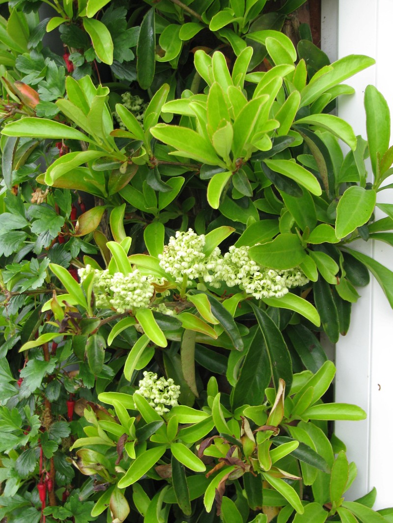 Hydrangea obtusifolia