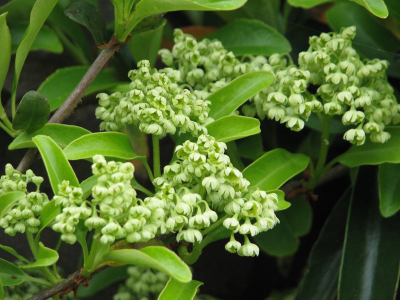 Hydrangea obtusifolia photo 7