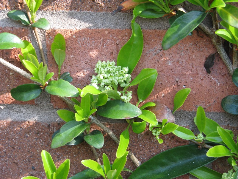 Hydrangea obtusifolia photo 8