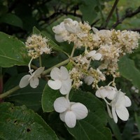 Panicled Hydrangea