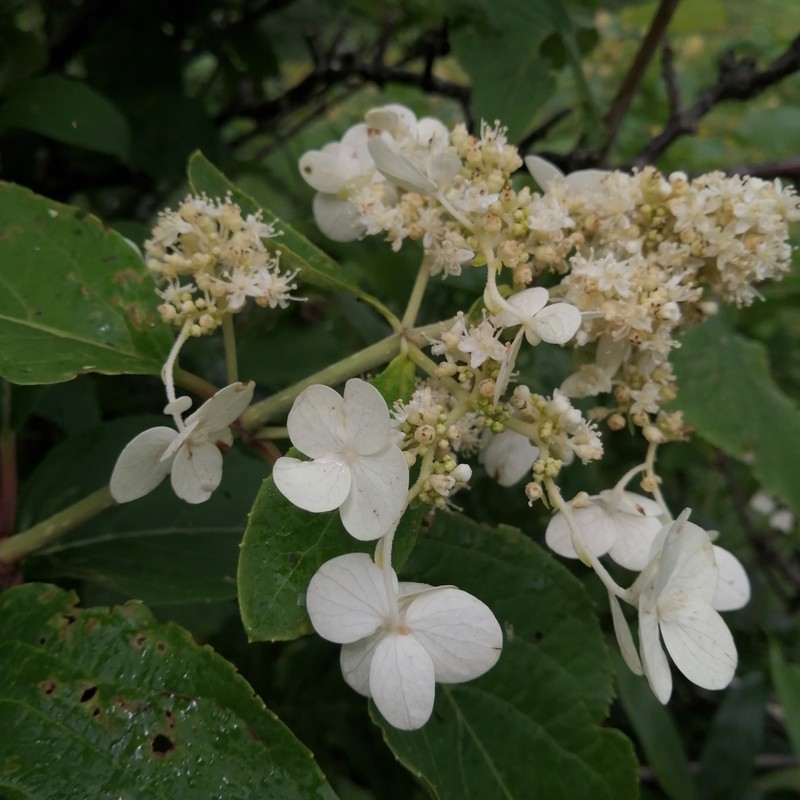 Panicled Hydrangea